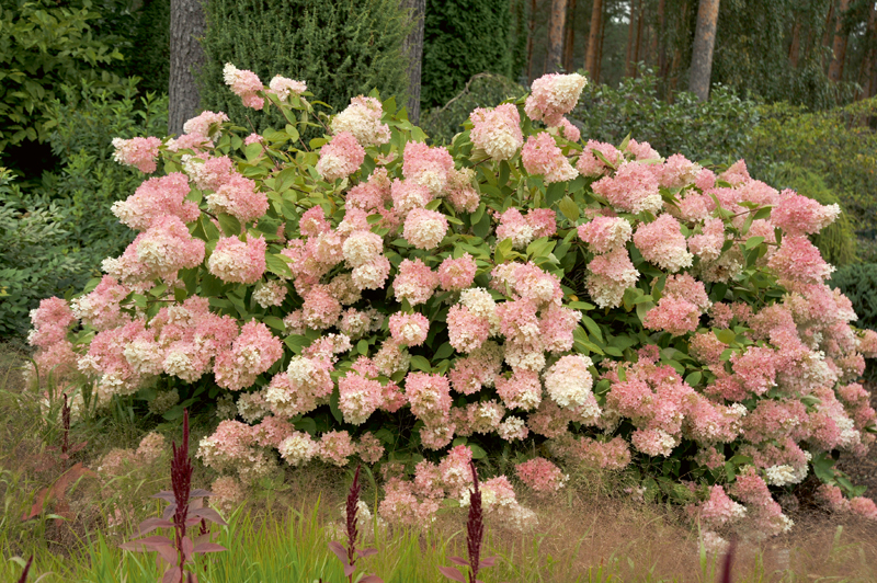 
Hortenzijas. Vienmēr pieprasītas ir visas skaraino hortenziju šķirnes, arī senā ‘Grandiflora’. Tās kļūst arvien populārākas, jo ir daudz jaunu šķirņu, dārzumīļi veido pat hortenziju kolekcijas.
