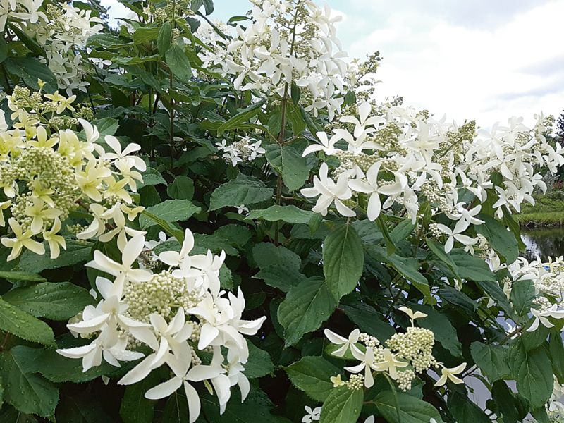 
Skarainā hortenzija ‘Great Star’.
