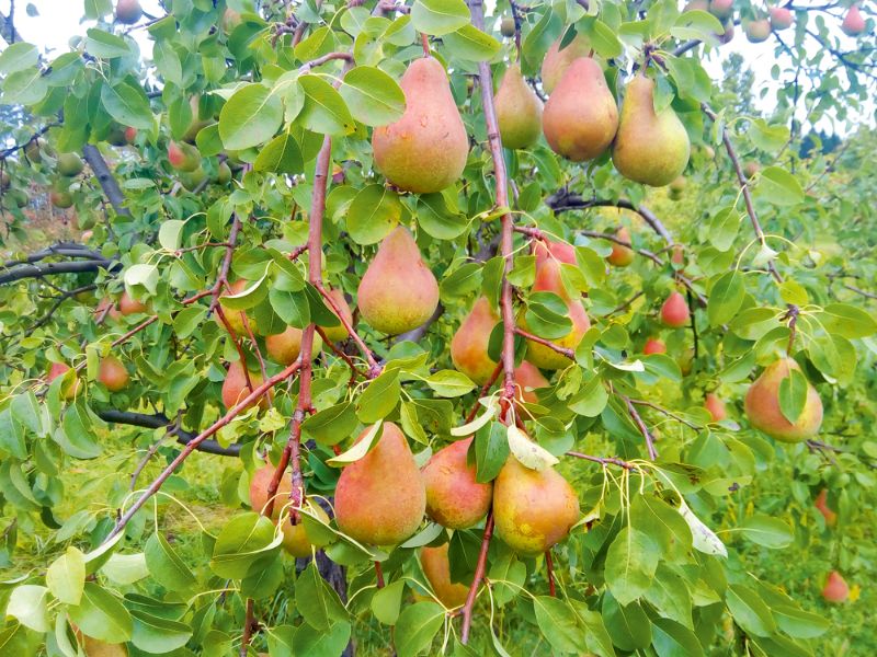 
‘Bere Kijevskaja’.
