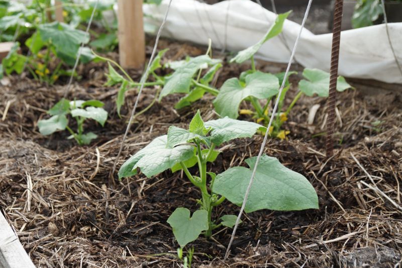 Полезные советы огородникам: Когда нужно сажать огурцы в теплицу и в  открытый грунт | Nasha