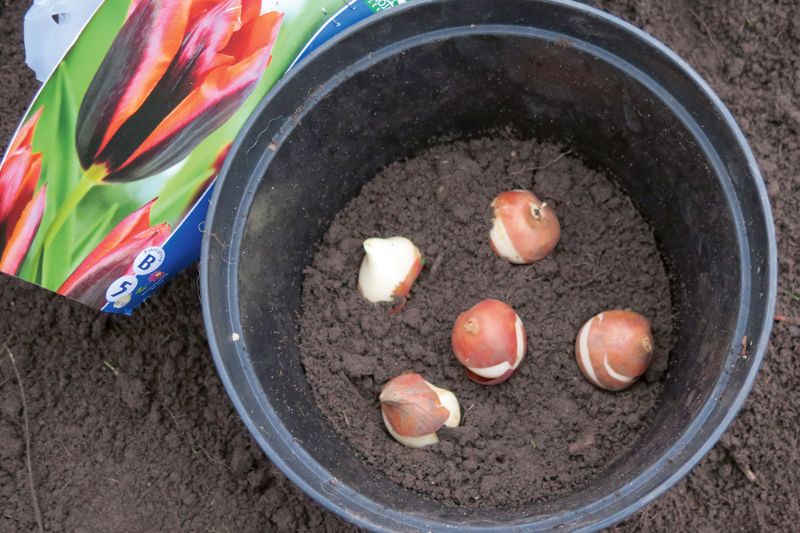 Как правильно сажать луковицы тюльпана осенью: секреты профессионалов