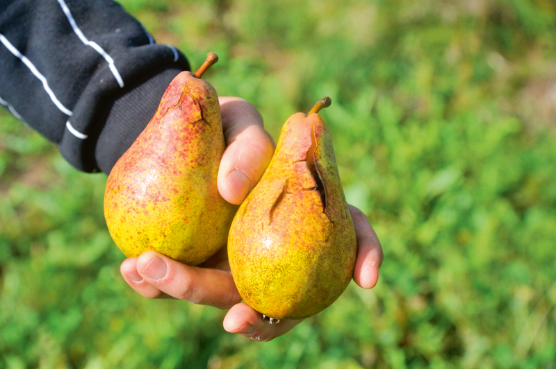 
Bumbieri lietū mēdz plaisāt. Visjutīgākā ir šķirne ‘Lauriņa’.
