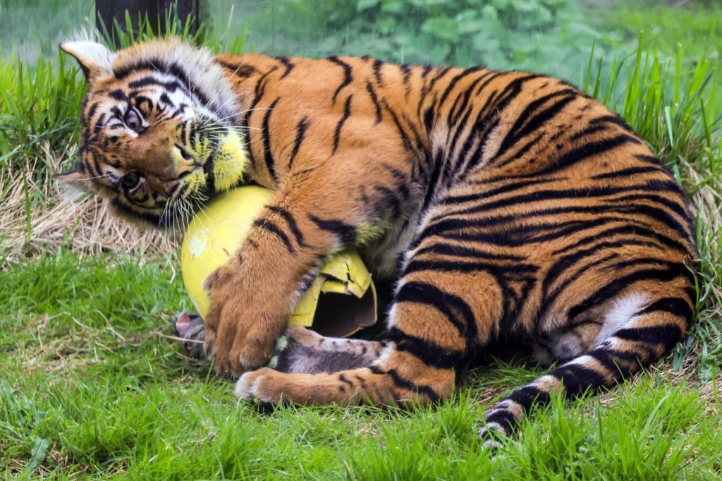 
Londonas Zoodārzā ar Lieldienu olām rotaļājas arī Sumatras tīģeri.
