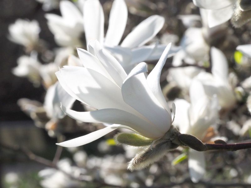 
LU Botāniskajā dārzā zied magnolijas
