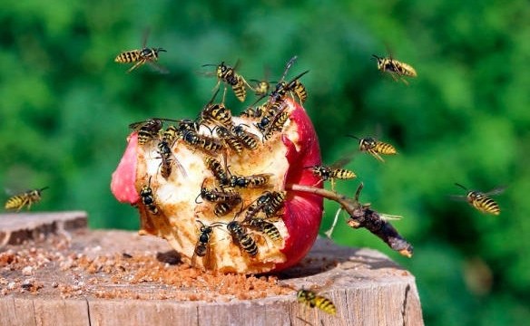 Если укусила оса, пчела, шмель, шершень - что делать, как снять опухоль ?