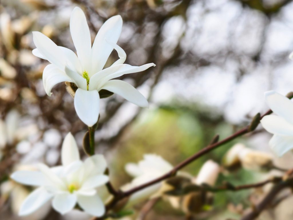 
Magnolijas uzziedējušas! Latvijas Universitātes Botāniskajā dārzā jau plaukst pavasaris
