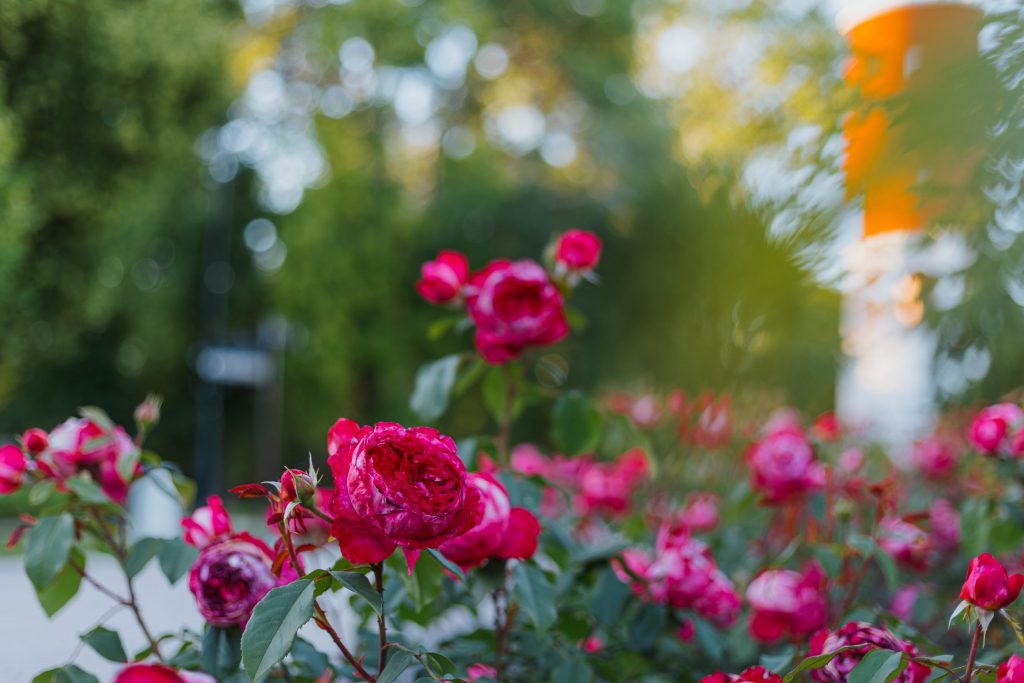 
rozes
