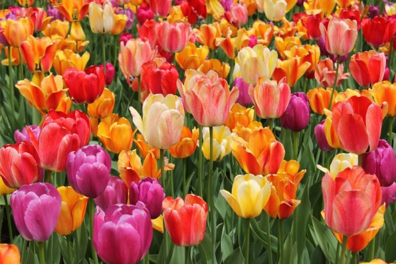 
Tulpes.
