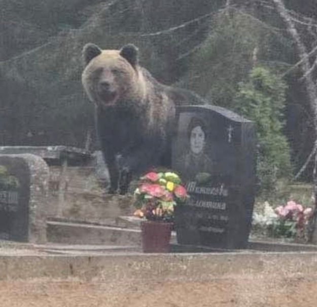 
Фото, которое появилось в фейсбук-группе “KOHTLA-JÄRVE: ГОРОД ГОВОРИТ”. Автор фото сообщает, что оно сделано 12 апреля 2026
